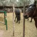 Alerta por abigeato: las claves para evitar el robo de ganado en zonas rurales