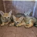 El Ecoparque de Mendoza recibió tres crías de zorro gris rescatadas en un operativo rural
