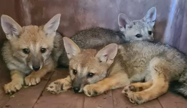 zorritos