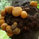 Descubren dos especies de hongos que solo viven en la Patagonia argentina