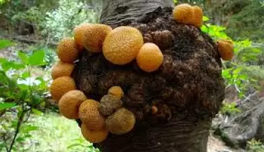 hongos
