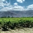 Mendoza, entre las cinco regiones vitivin�colas m�s importantes del mundo