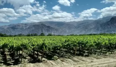 vinedos