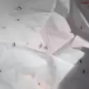 Guaymallén avanza con un ensayo experimental para disminuir el mosquito transmisor del dengue