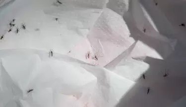 mosquitos