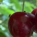 Mendoza pone a prueba una herramienta biotecnológica clave contra la mosca de alas manchadas