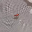 Guaymallén es escenario de una nueva etapa de ensayos para el control del mosquito del dengue