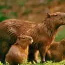 Usurpación del hábitat natural: polémica en Nordelta por el traslado de carpinchos