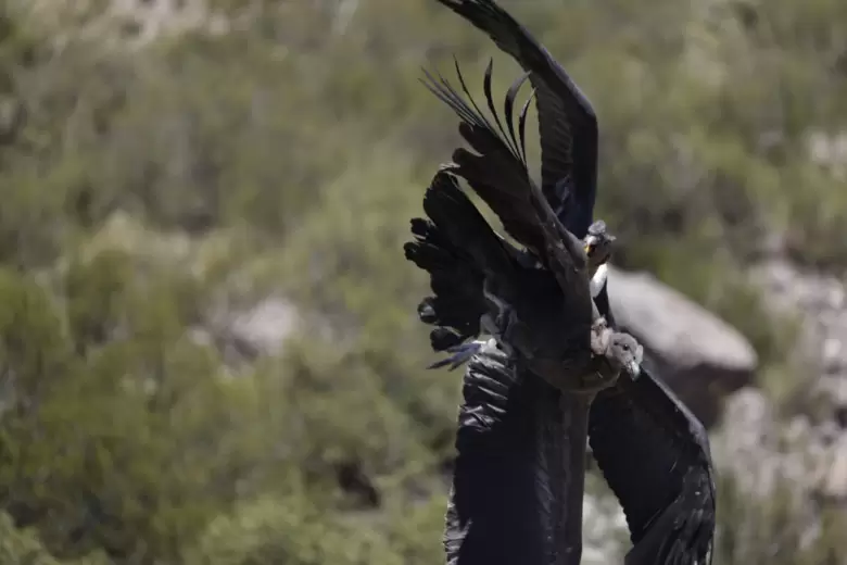 condor