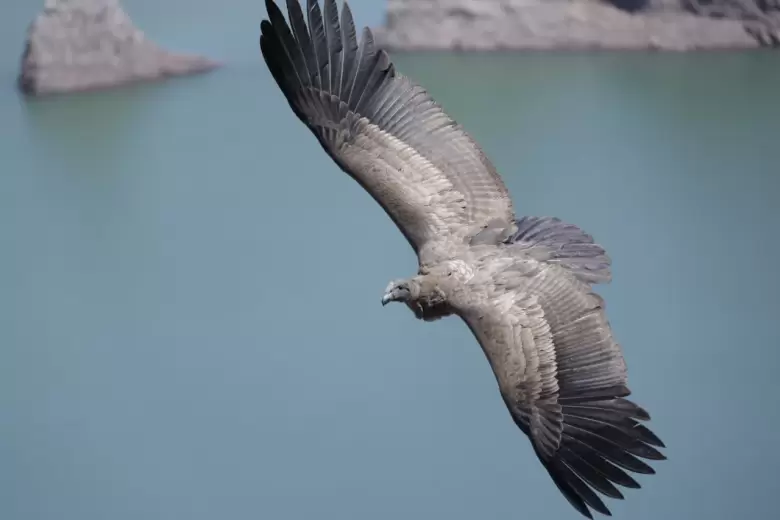 condor