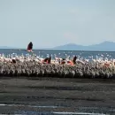 La Laguna de Llancanelo fue declarada sitio estratégico para aves playeras en América