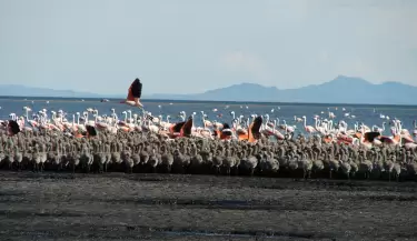 laguna de llancanelo