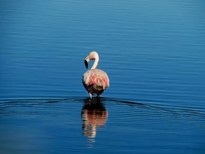 laguna de llancanelo