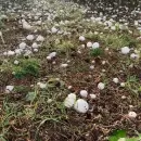 El granizo tambi�n golpe� fuerte al Valle de Uco: cu�les son las zonas afectadas