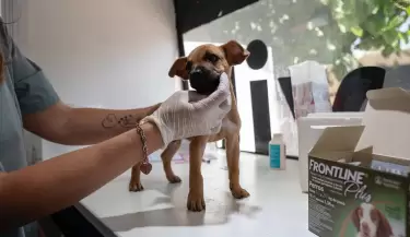 mascota
