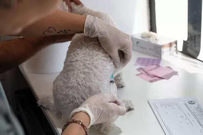 mascota