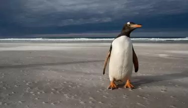 pinguinos