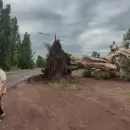 Hist�rico temporal en Mendoza: qu� rutas siguen cortadas y d�nde hubo mayor da�o
