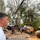 Tras la hist�rica tormenta, Guaymall�n reclam� cambiar la ley que regula el arbolado p�blico
