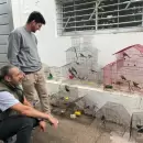 Mendoza trasladó a San Luis 48 aves rescatadas del tráfico ilegal para completar su rehabilitación