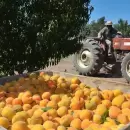 El durazno mendocino, protagonista en la mesa y aliado clave para la prevenci�n de enfermedades
