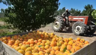 durazno