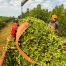 Misiones reclam� un precio de referencia para la yerba mate y advirti� por posibles faltantes