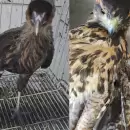 Por irresponsabilidad humana, un zorro y tres aves fueron heridas de manera irreversible