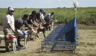 Galgos en Mendoza