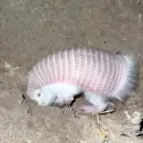 Reaparición del "hada rosa": el armadillo más pequeño del mundo fue visto otra vez en Ñacuñán