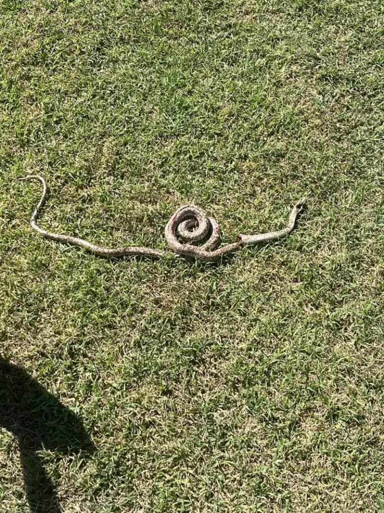 serpiente