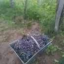 El �ltimo tacho: la escena que resume el alma de la cosecha en Mendoza