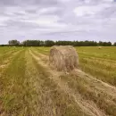 Cultivo de alfalfa: una siembra que crece en Valle de Uco, fortalece al suelo y ayuda al sector ganadero
