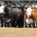 Mendoza proyecta ampliar la ganader�a y apunta a elevar la producci�n local de carne