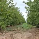 Certificaron en Luj�n la primera finca libre de mosca del Mediterr�neo