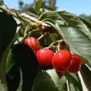 Una importante convocatoria internacional sobre producción de cerezas tendrá lugar en Mendoza