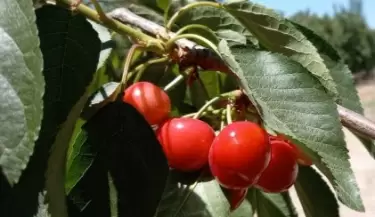 Cerezas