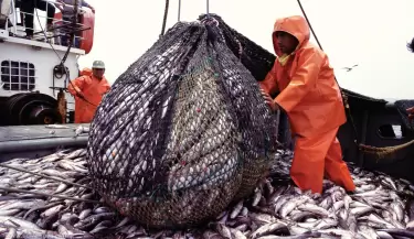 pesca
