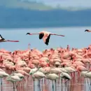 De Malarg�e al mundo: la Laguna de Llancanelo ingres� a la red hemisf�rica de conservaci�n