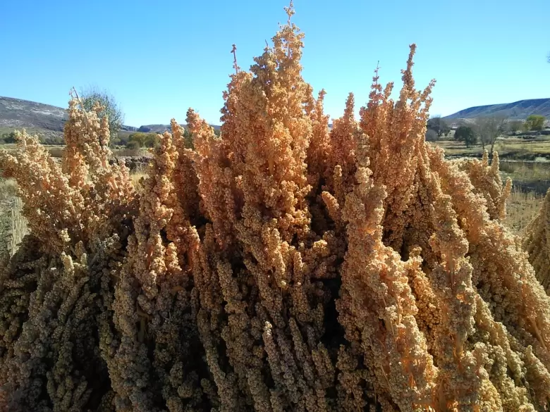 quinoa INTA