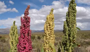 quinoa INTA