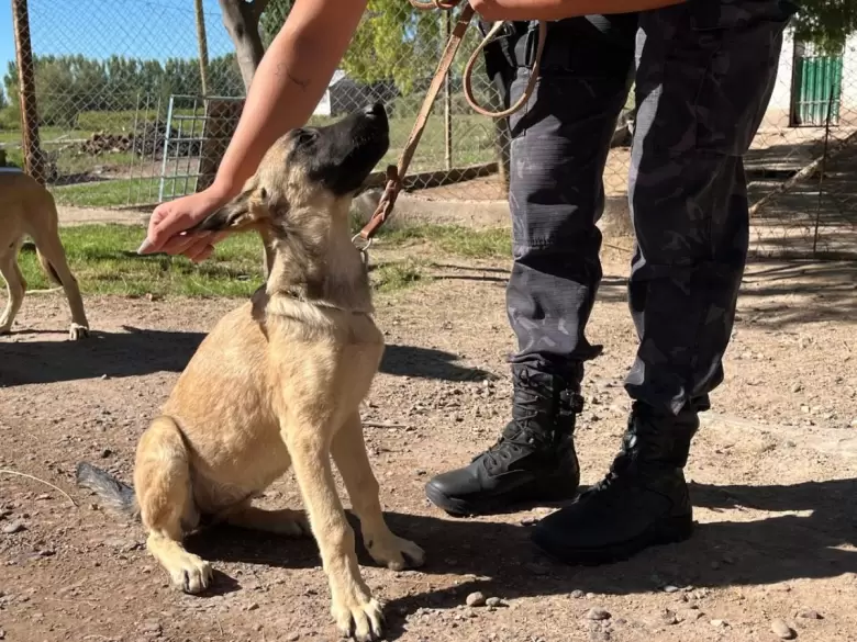 perro polic�a
