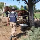 Rematarán animales incautados en una faena clandestina en Guaymallén
