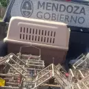 Refuerzan controles y alertan por el tráfico ilegal de fauna silvestre en Semana Santa