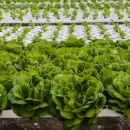 Productores y vecinos podrán capacitarse en hidroponía en Guaymallén
