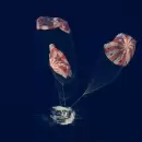 La misión Artemis II regresó con éxito a la Tierra, luego de 10 días alrededor de la Luna