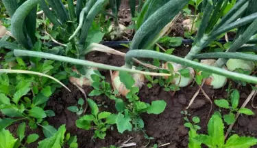 agro