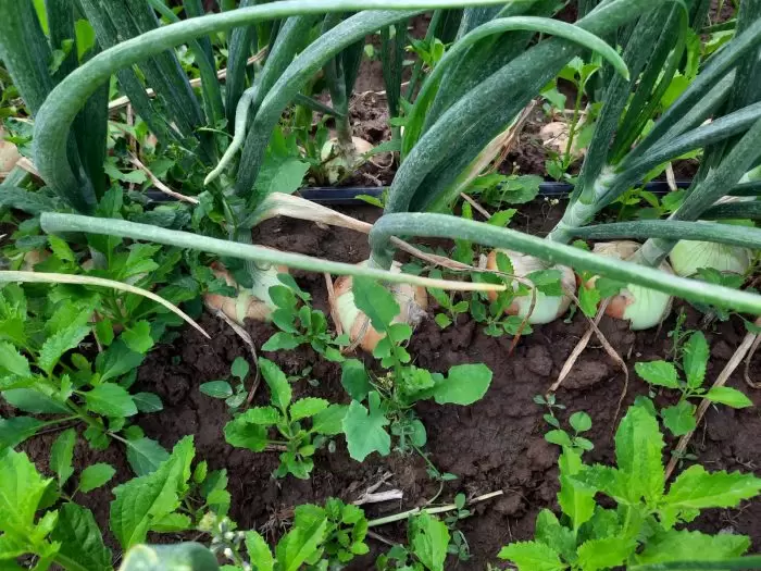 agro
