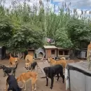 Más de 200 animales en riesgo: un refugio de Guaymallén salió a pedir ayuda urgente
