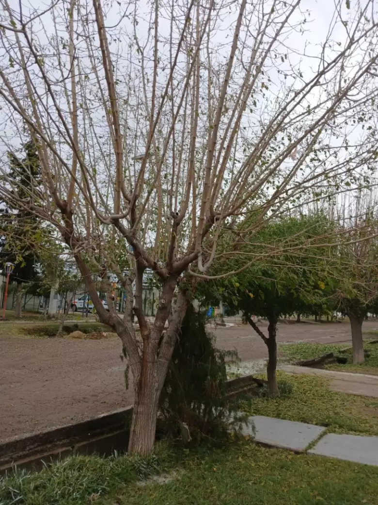 granizo en Santa Rosa (4)